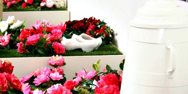 Exposición camelias