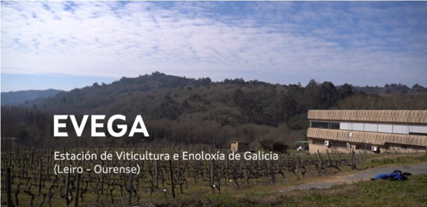 Falamos con Emilia Díaz Losada, investigadora na EVEGA, sobre o seu labor no eido da viticultura