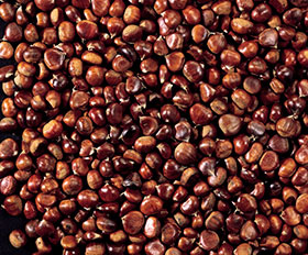 Festa da Castaña