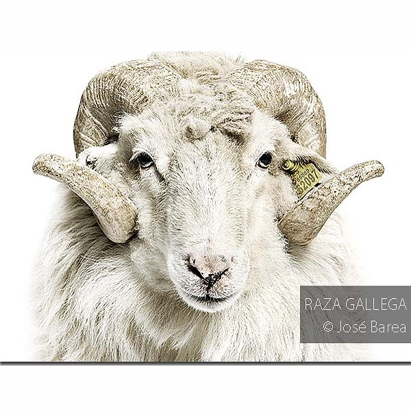 BESTIARIUM: Biodiversidad rural