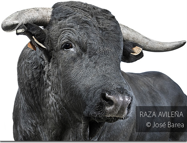 BESTIARIUM: Biodiversidad rural