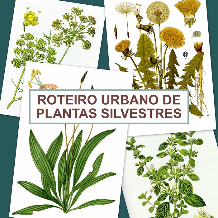 Ruta urbana y taller de plantas silvestres