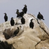 Unha imaxe da fauna do Parque Nacional Illas Atlánticas