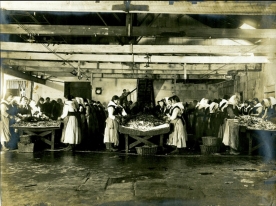 Mujeres en la fábrica limpiando sardinas Mujeres en la fábrica limpiando sardinas