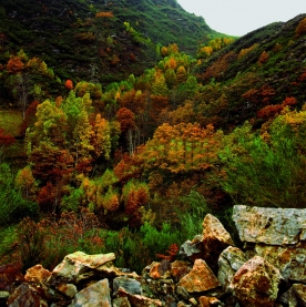 'Camiño de volta' - Xoán Piñón
